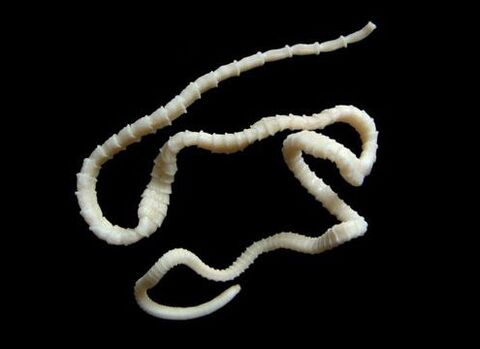 Cestode